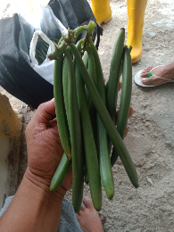 Jual Vanili Basah