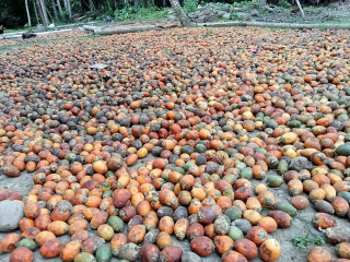 Buah Pinang