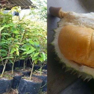 Bibit Durian Duri Hitam| Black Thorn | Ochee Super  Asil Harga Bersahabat
