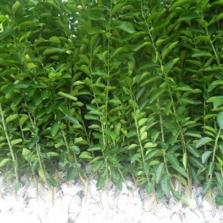 Pusat Petani Bibit Jeruk Nipis /Jeruk Pecel Peras di Purworejo
