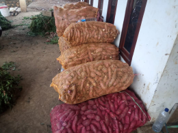 Jual UBI daging putih