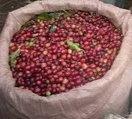 Biji kopi kulit robusta dan Arabika super