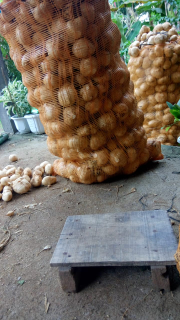 Bengkoang