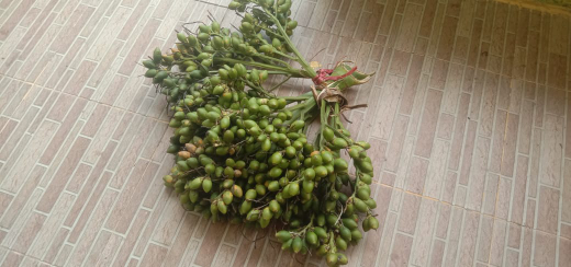 Buah Pinang
