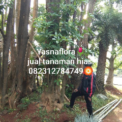 jual pohon pule 