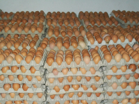 Telur Ayam