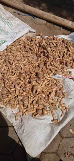 TEMULAWAK BASAH