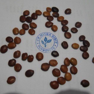 Biji Gaharu READY STOCK Dengan kualitas unggul berlokasi di Purworwjo