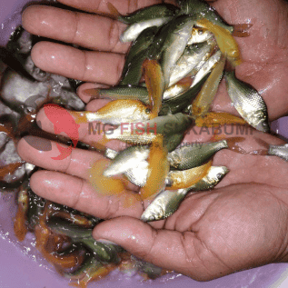 Benih Ikan Mas Sukabumi