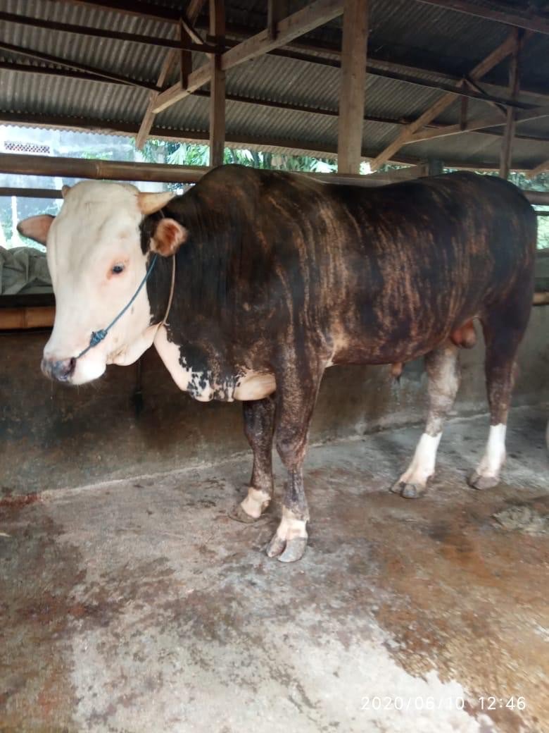 HEWAN QURBAN SAPI (WA )