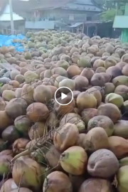 KELAPA TUA