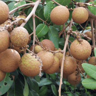 bibit kelengkeng pingpong kualitas super buah yang besar dan manis