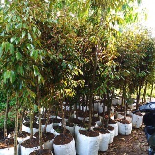 Bibit durian bhinneka montong bawor dongkelan 
