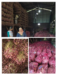 BIBIT BAWANG MERAH BERSERTIFIKAT