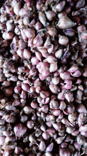 Bawang Merah Bojonegoro Jawa Timur