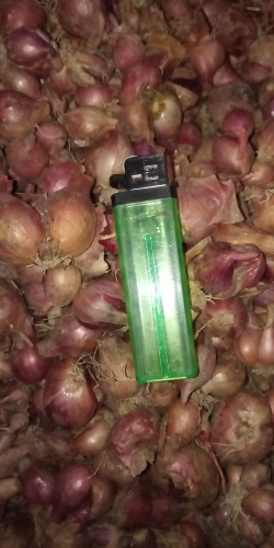 bawang merah