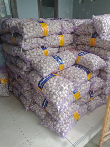 bawang putih kating
