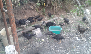 Ayam Kampung Jatinangor