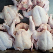 Ayam potong PG dan Broiler, Murah, Juara, Mantap.