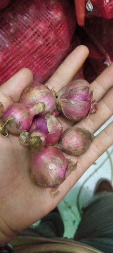 bawang merah garut