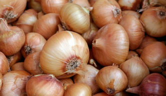 bawang bombay kualitas bagus