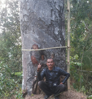 pohon gaharu