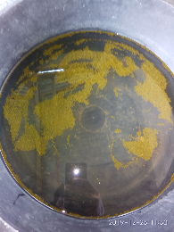 telur ikan gurame
