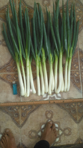 sayuran fres