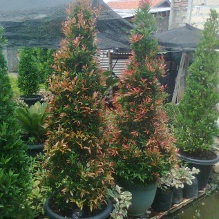 tanaman pucuk merah