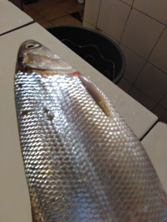 ikan bandeng super