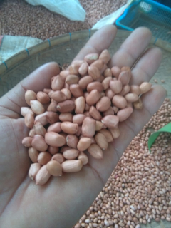 kacang tanah