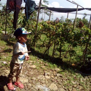 Bibit Buah-Buahan