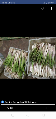 Asparagus