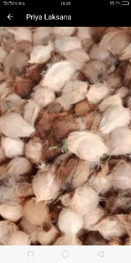 jual kelapa