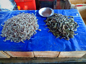 Udang