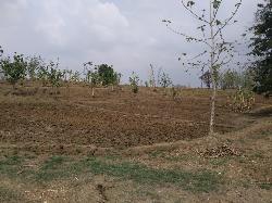 D jual tanah hak milik(perorangan)