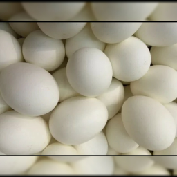 JUAL TELUR ANGSA