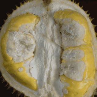 bibit durian matahari kualiatas unggul daging buah tebal berwarna kuning