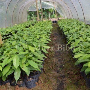 Bibit Palem Merah , Palem Botol super berkualitas di Purworejo
