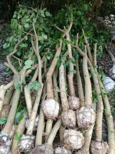 jual pohon Dadap merah 