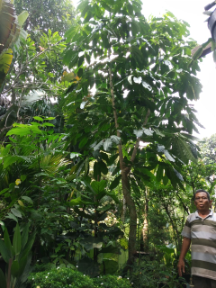 jual pohon pisang kana.dl