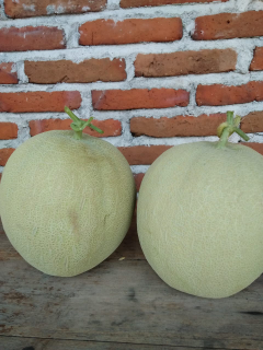 Melon sky