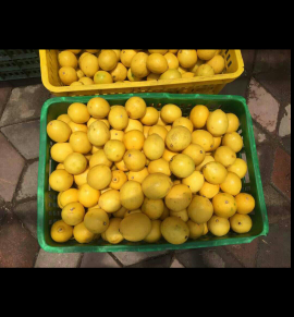 Lemon California Lembang