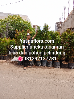jual pohon pucuk merah 08.12.92.12.77.31