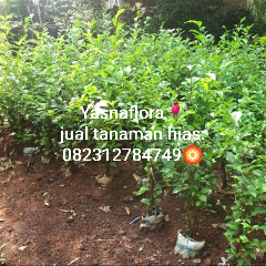 jual tanaman teh tehan 