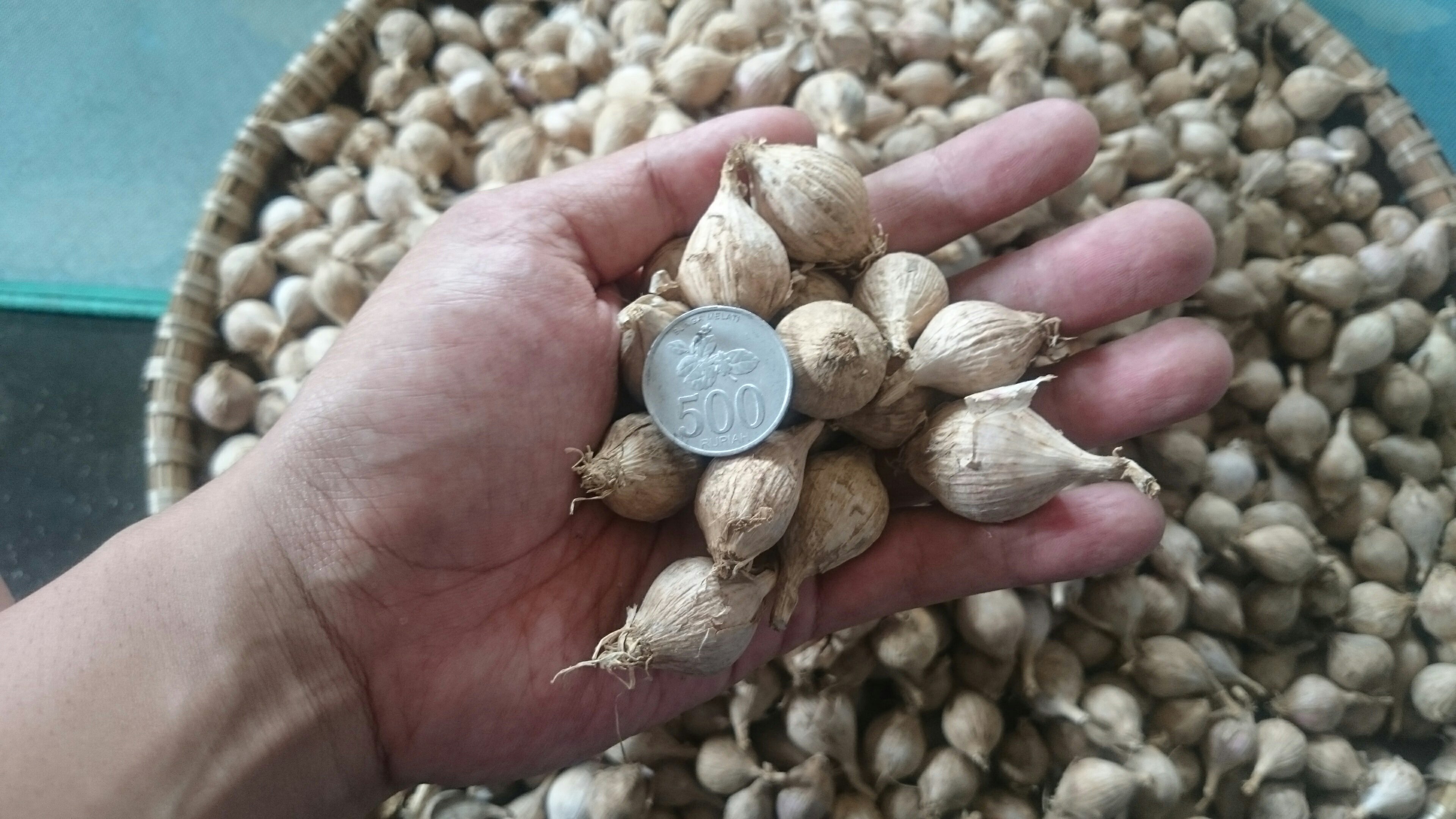 jual bawang putih lanang/tunggal lokal