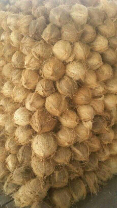 kelapa tua palembang