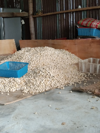 Kemiri kupas super/ belah