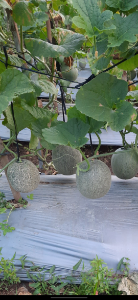 Melon Super