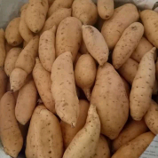 Ubi Madu Cilembu